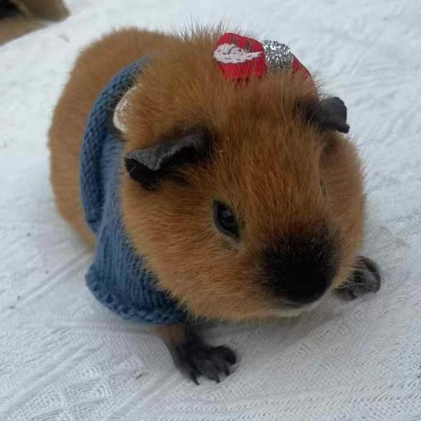 三生宠物猪🐷