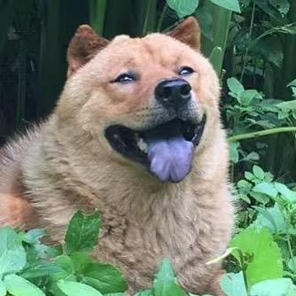 笑笑（中华田园犬-大黄）