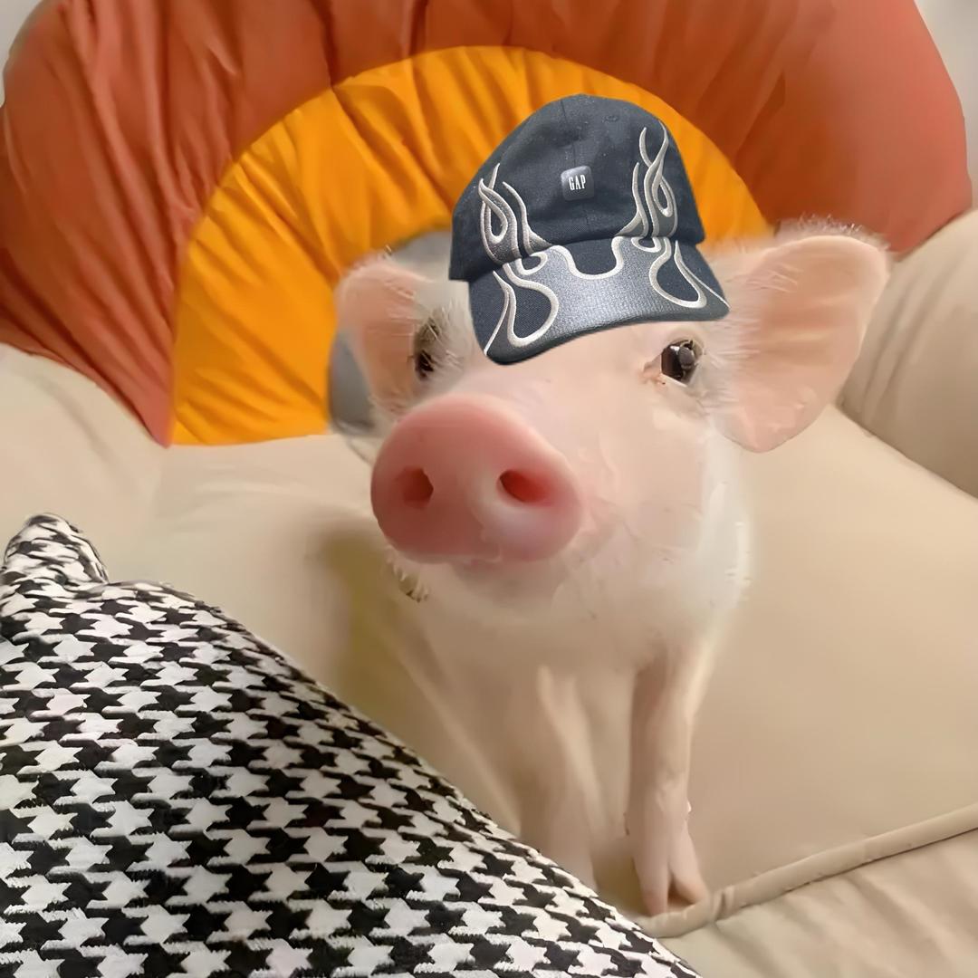 丹东小香猪🐷