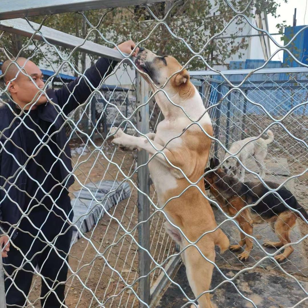 单叁超市（涿州中亚犬舍）叁哥