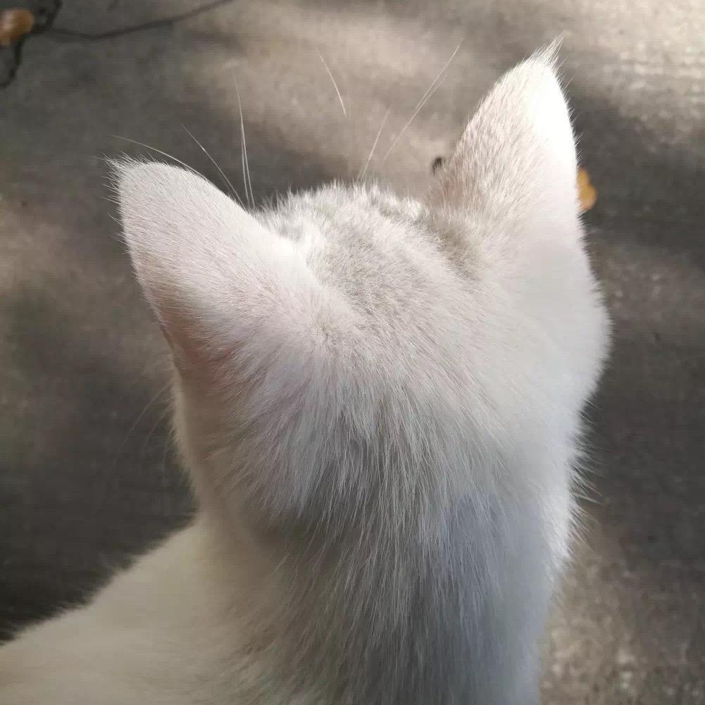ㅤㅤㅤㅤ
