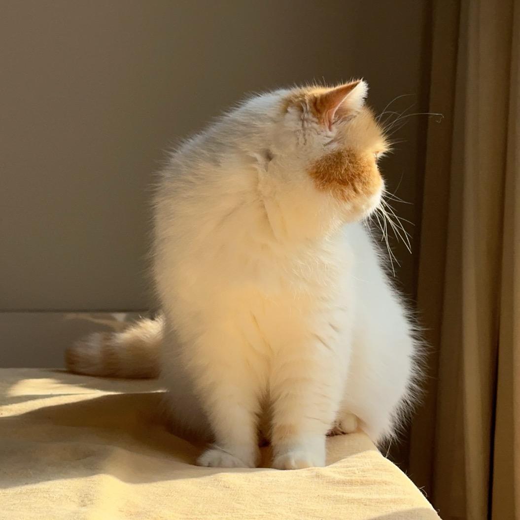 Rudo（暴躁版ENFP）