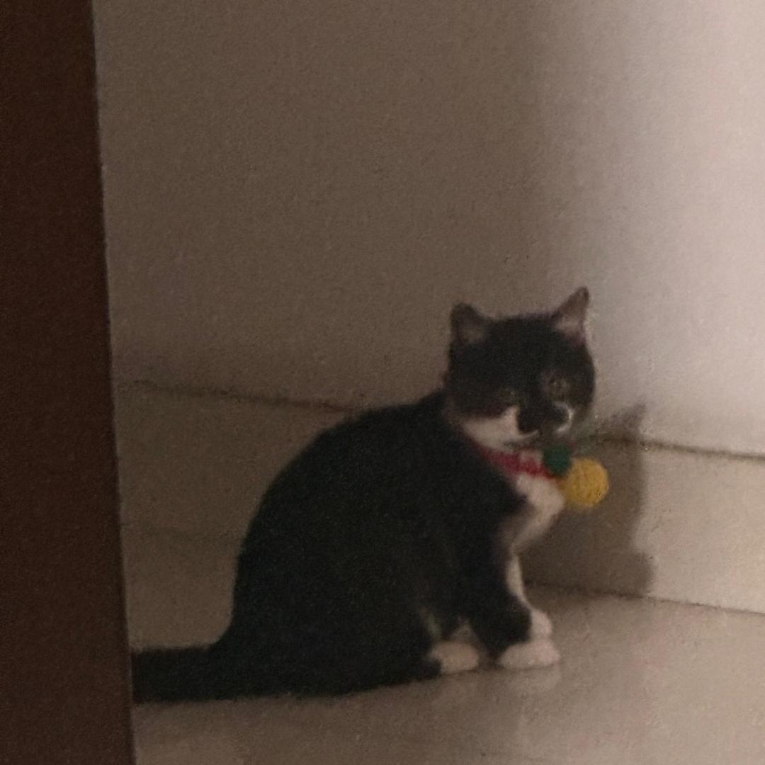 大番嘎嘎（努力装修版）