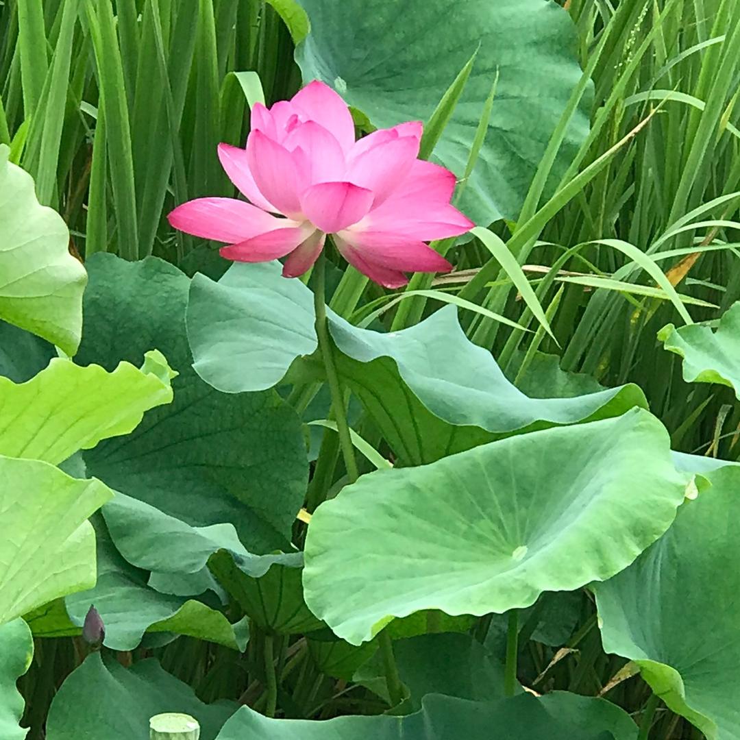 随风飘