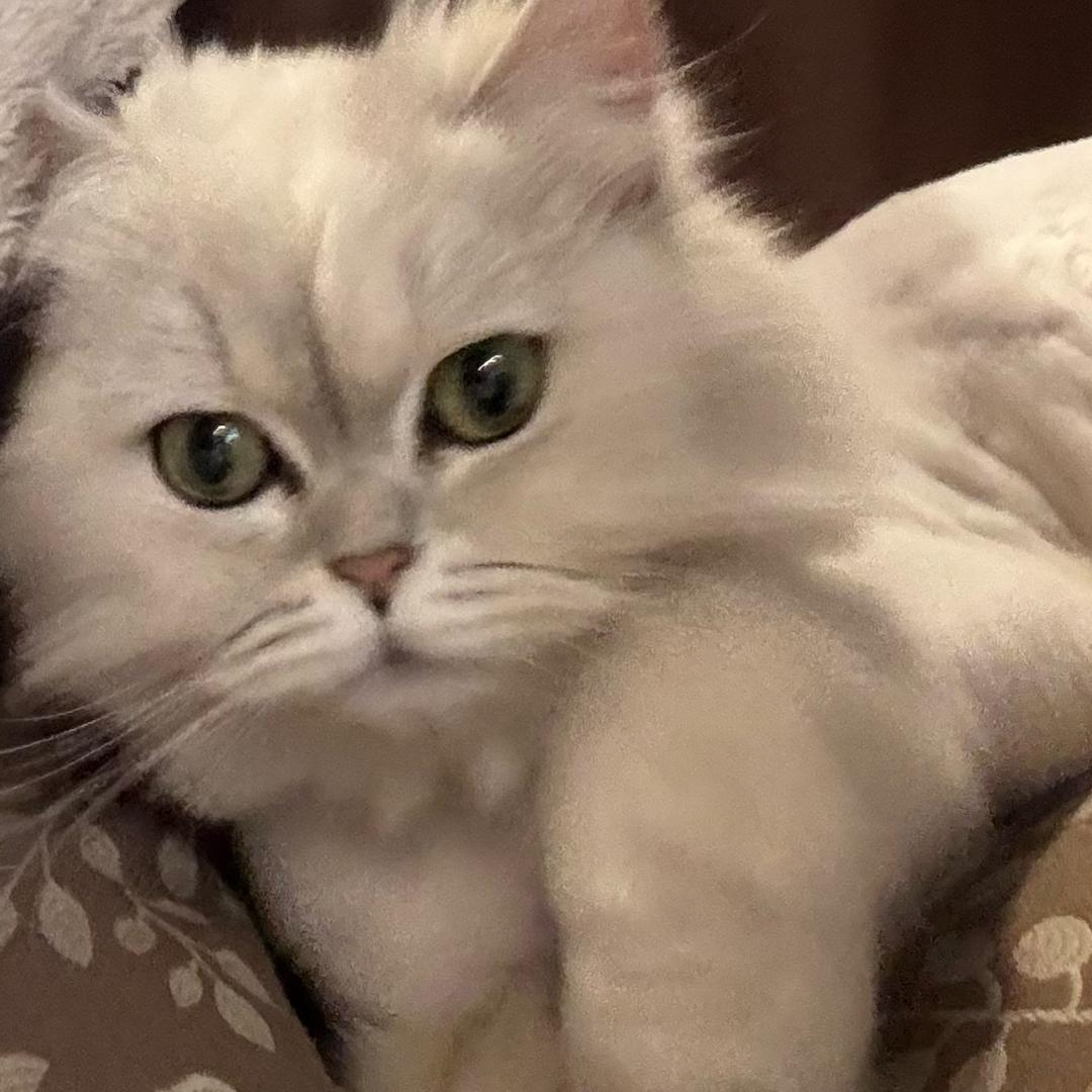 养了个球！🐱