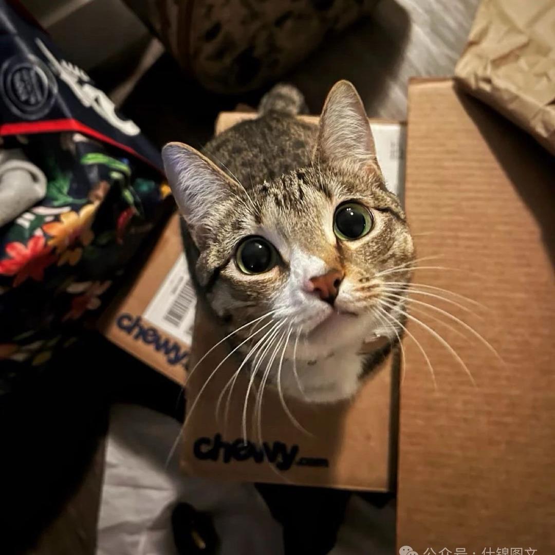 🐱