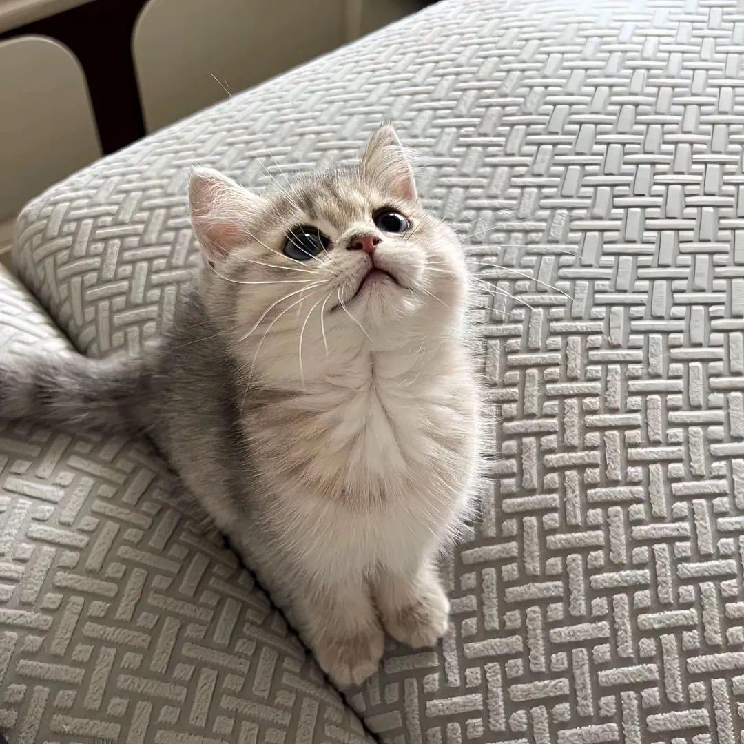 你好吗！