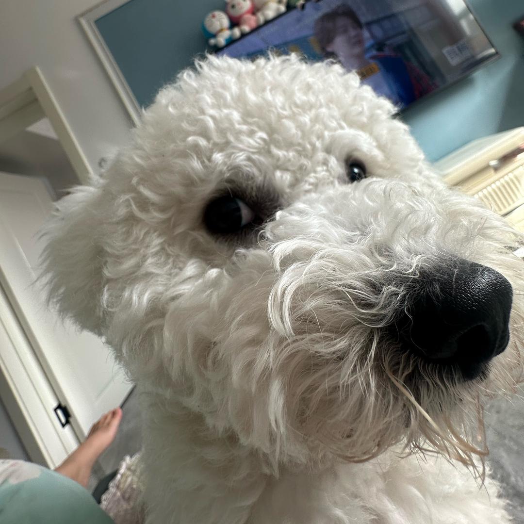 小小摆烂家.^ ꒦ິ^꒦ິ