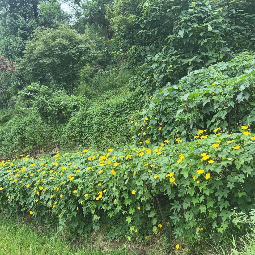 🌸小小阮吖