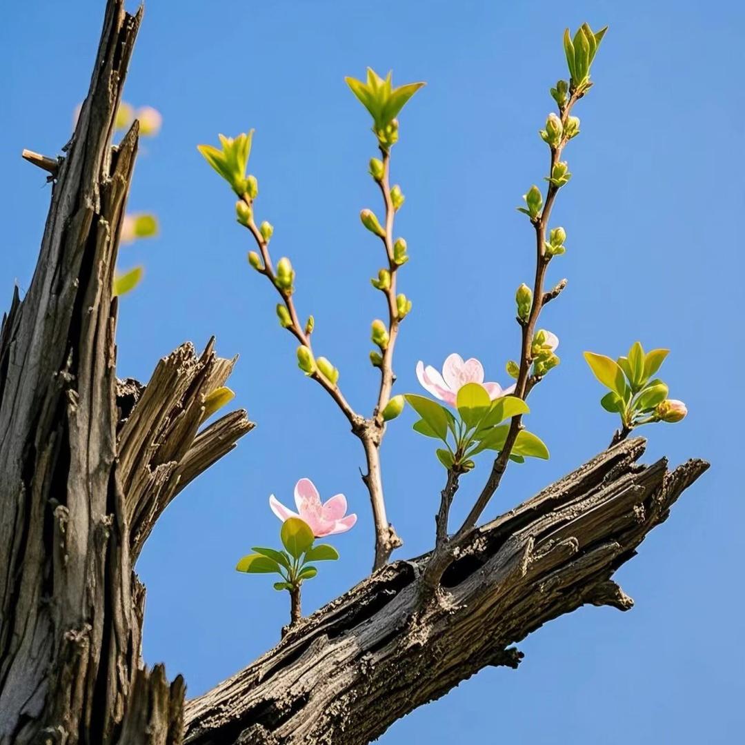 金华一姐 回俢抢！
