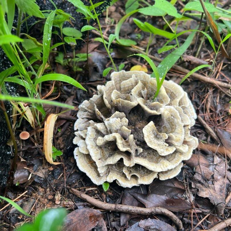 尚食（野生菌）