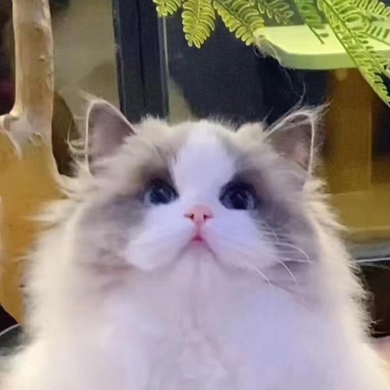 瑟琳娜布偶猫舍-小宁