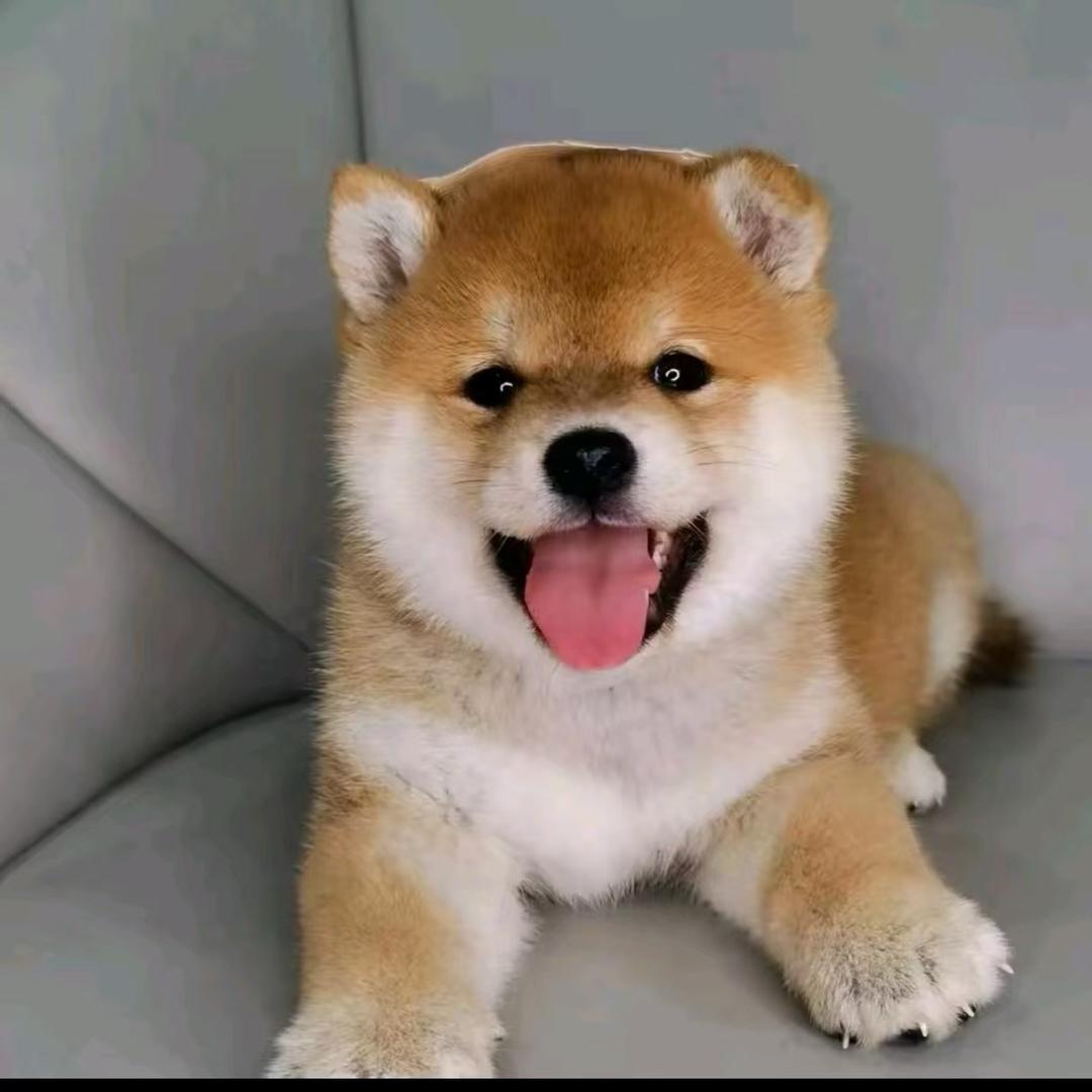 淘犬旺旺队（代淘100）