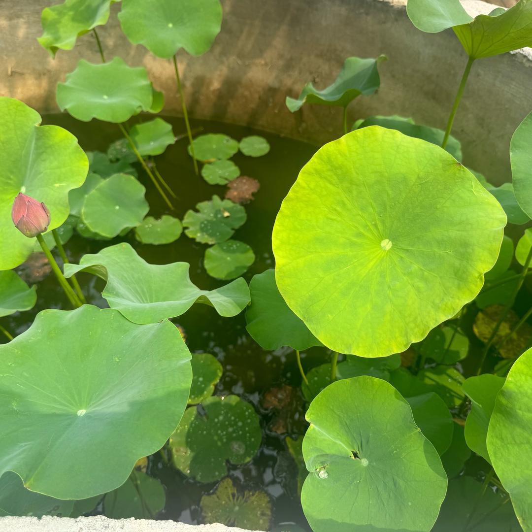 城郊严选阁