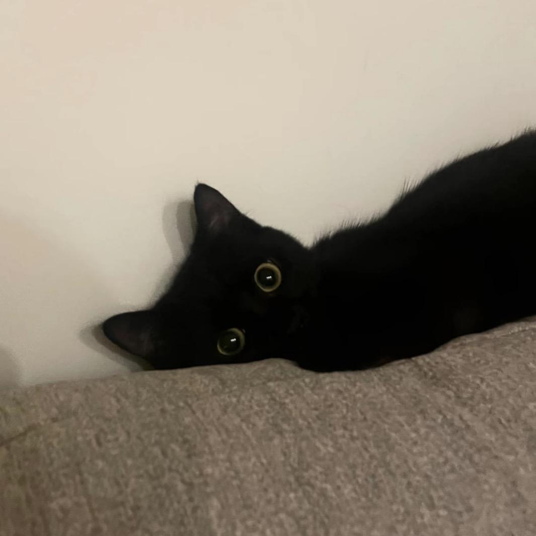 >ᴗoಣ