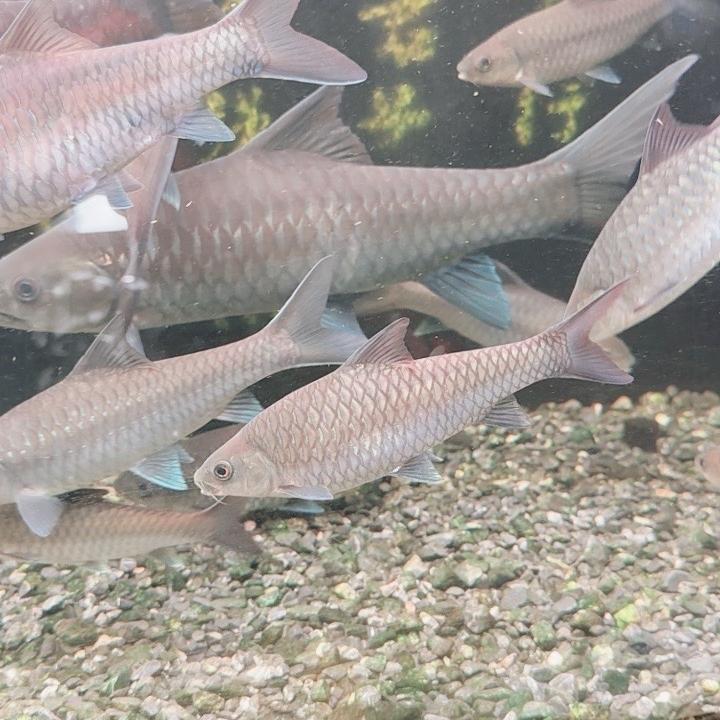 江湖原生鱼