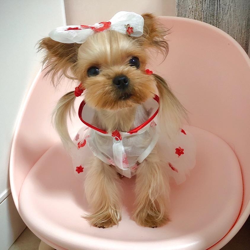 二两和兔子🐾