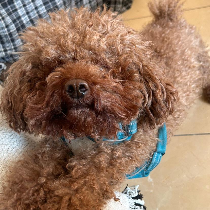 呈两面包夹芝士