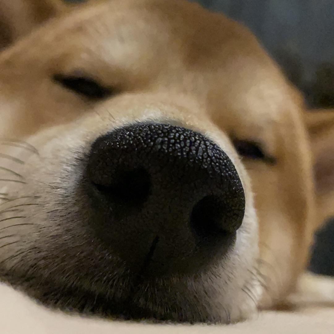 伽蓝之影🐾