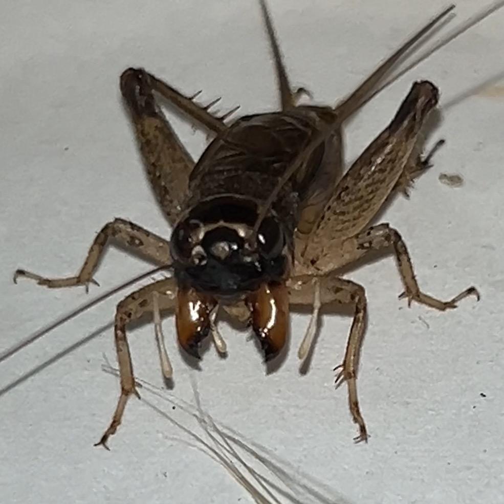 河南🦗野生蛐蛐