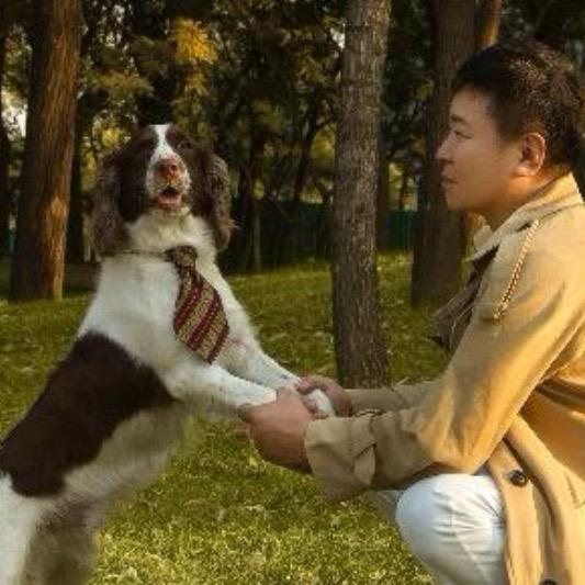 会唱歌的狗狗汤普