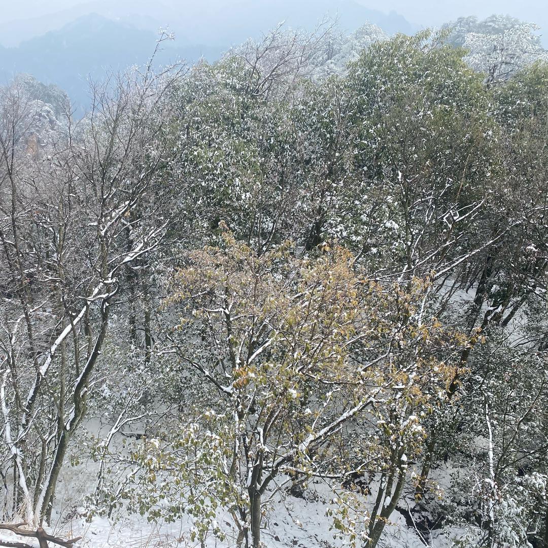 玫瑰花