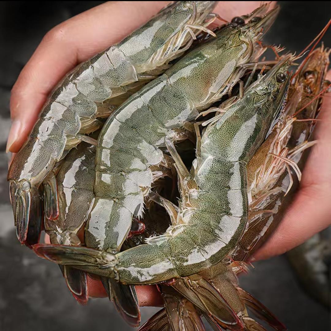 山东青岛海虾店