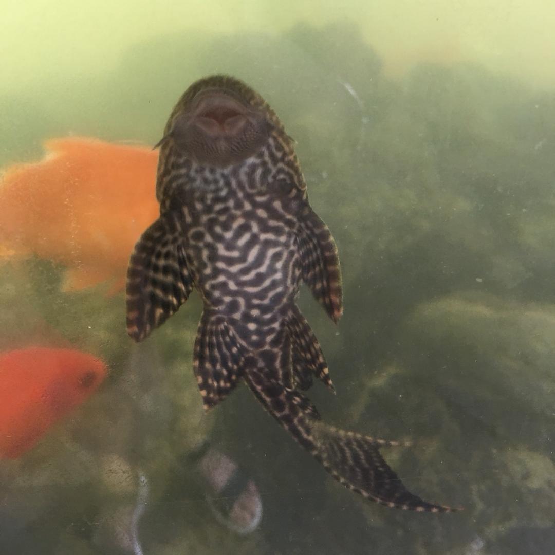 🐲有终点吗