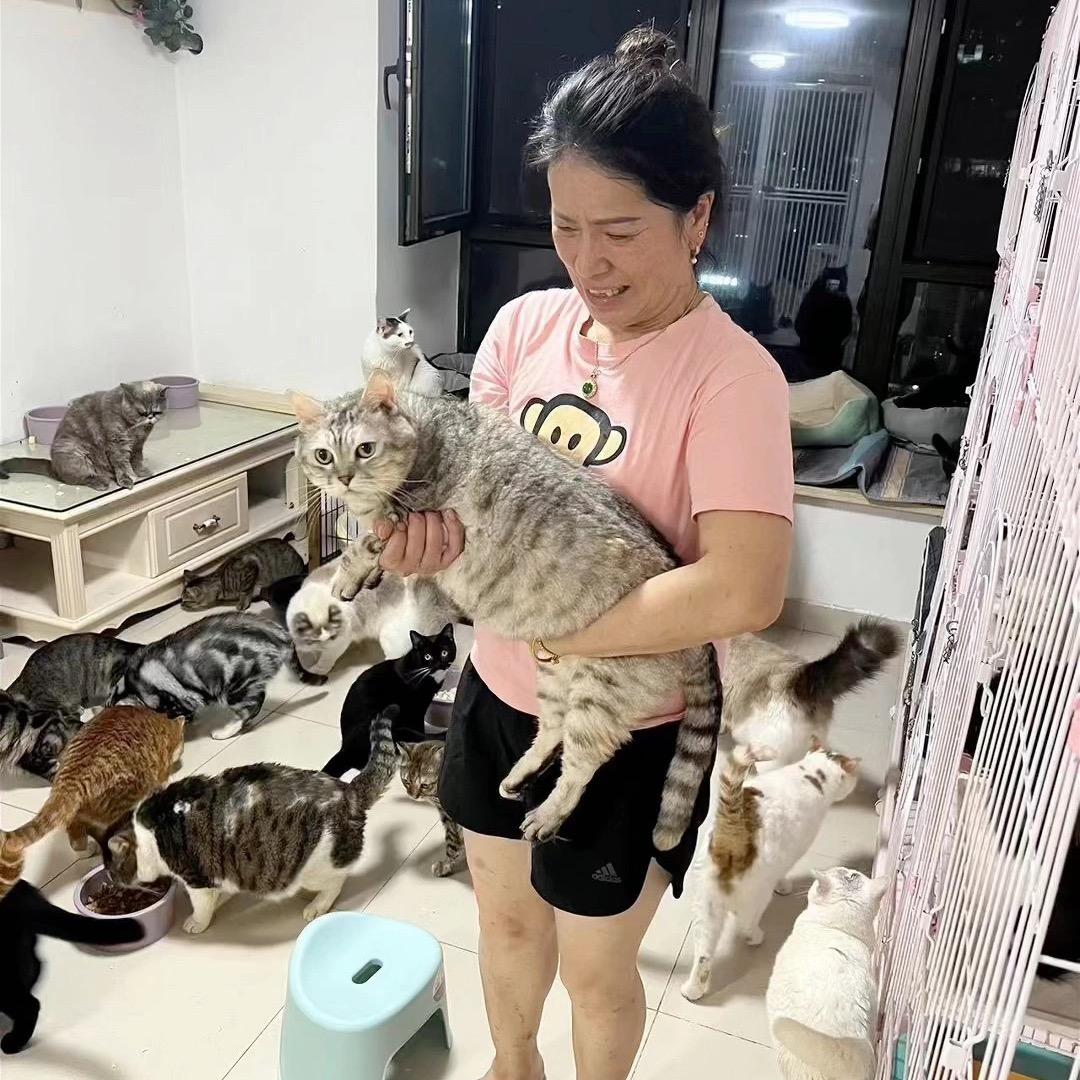 我是幸福的猫妈妈（205只猫）