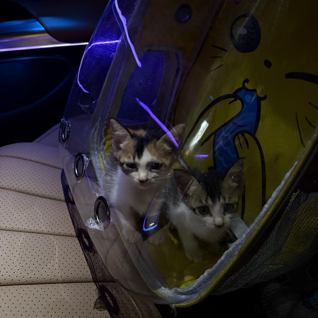 𝕮𝖍𝖊𝖘𝕸𝖎𝖓·