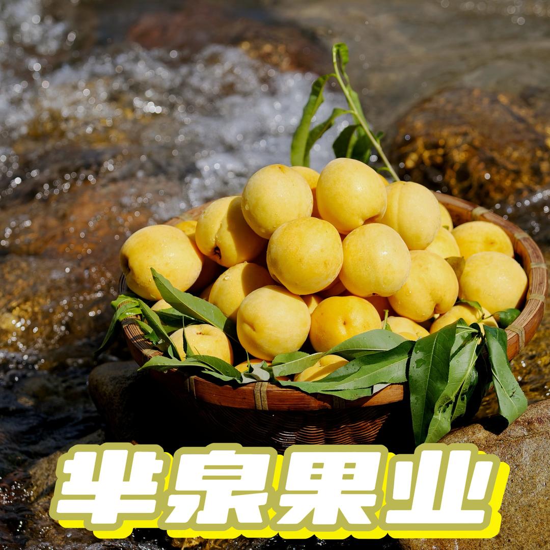炎陵黄桃水西芈泉果业