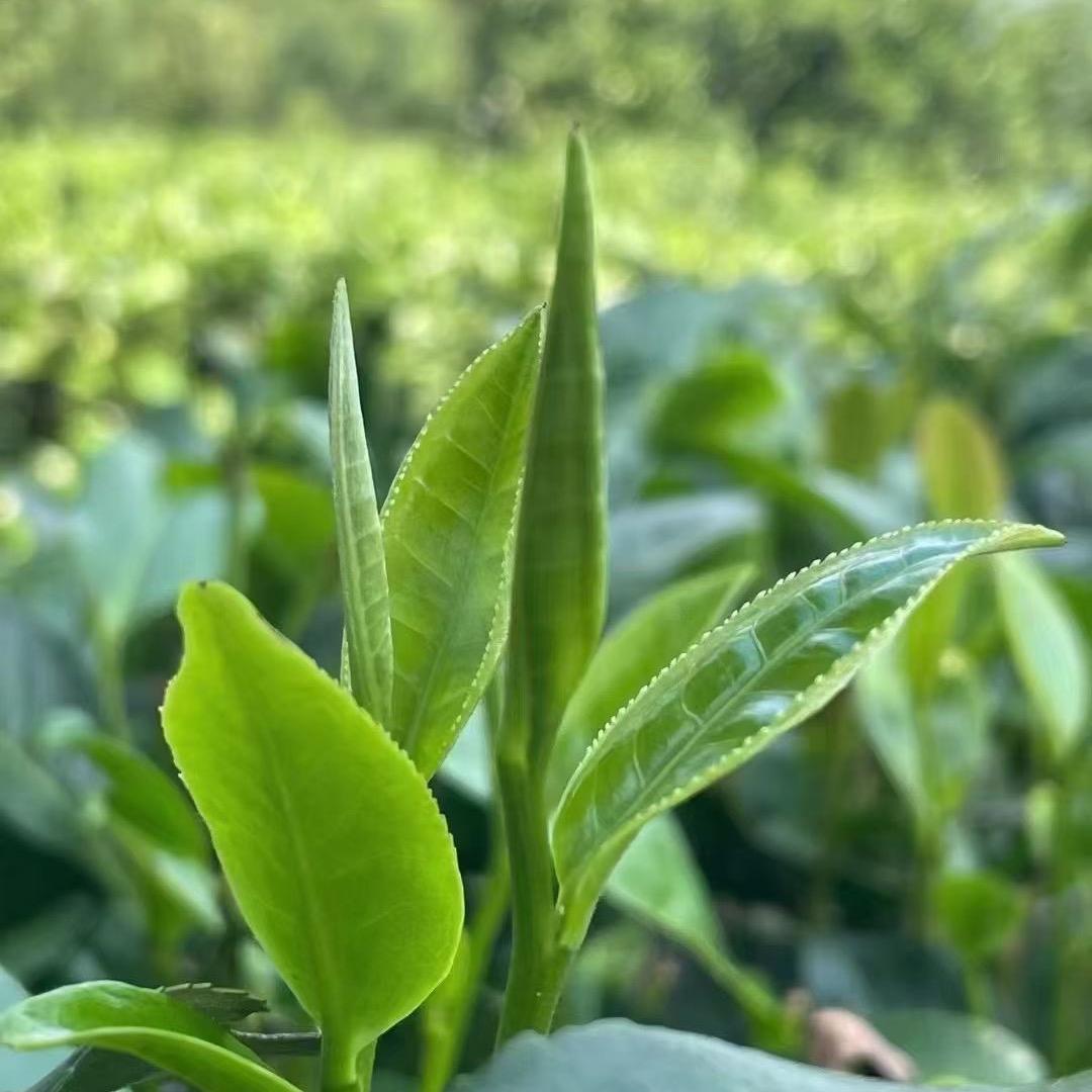 品茗茶荘，经营凤凰单丛茶