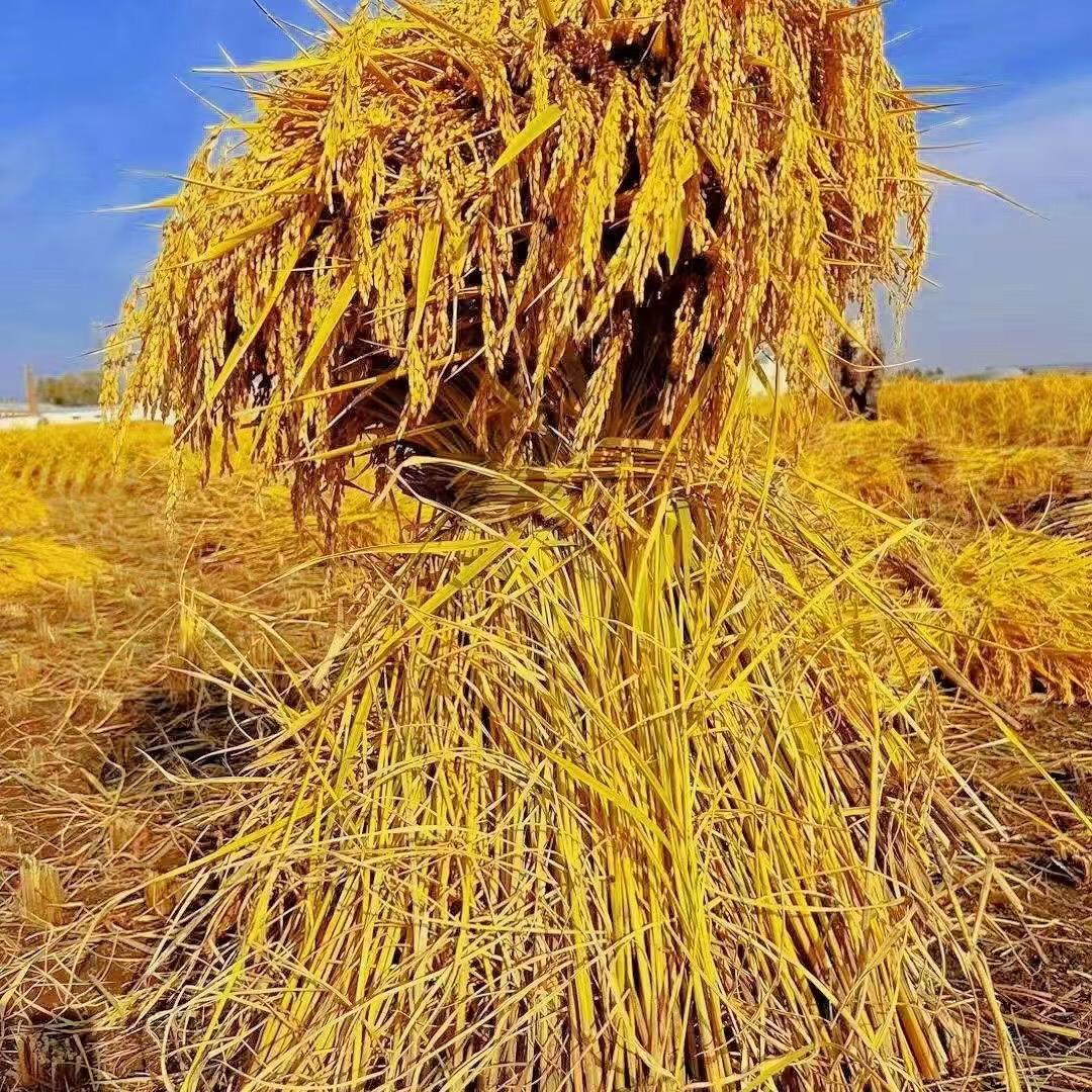 米小芽农品优选直播号