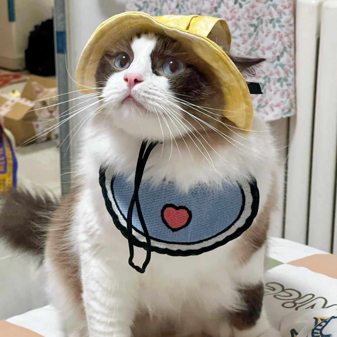 只喵