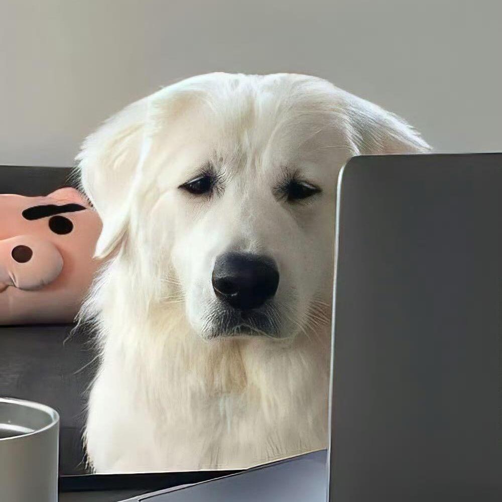 小鱼呆呆脑