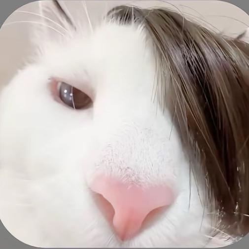 纯情老猫儿.🪷