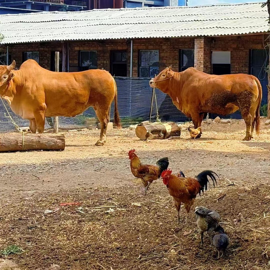 河底街保二孃土黄牛肉店