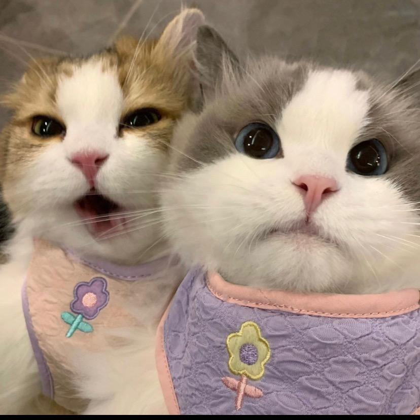 小小小小小阿六