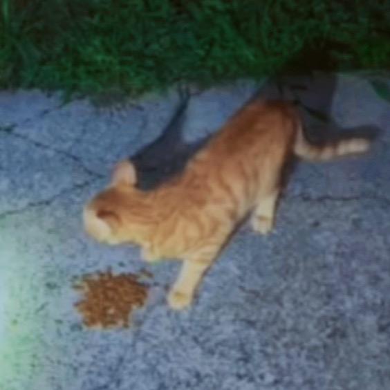 关爱流浪猫🐱咪