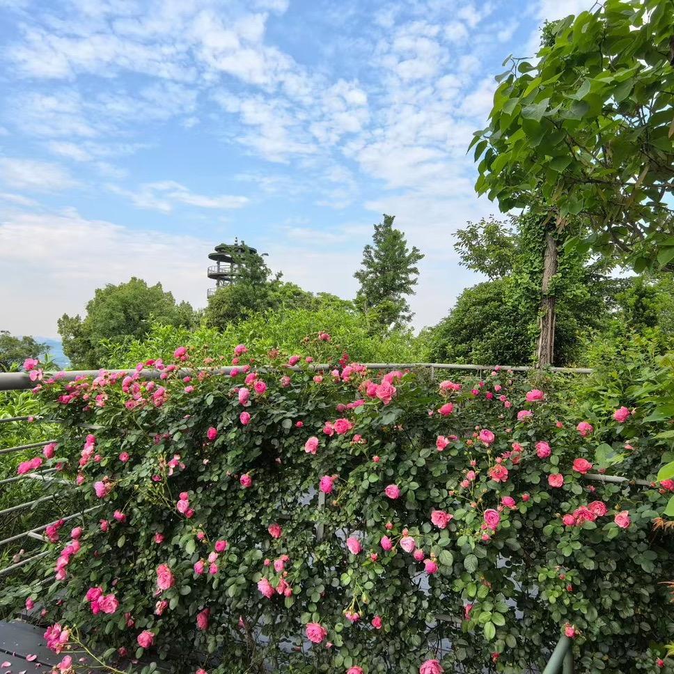 莫干小鹿