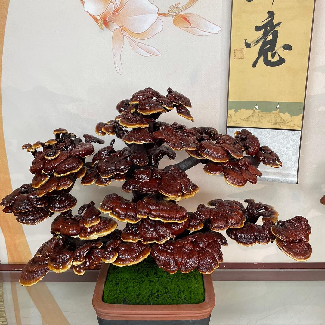 如意灵芝盆景坊