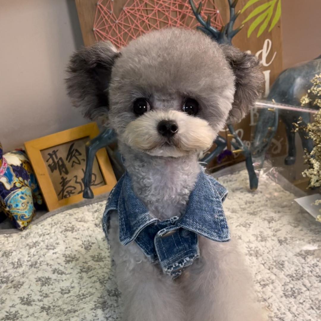 萌系泰迪