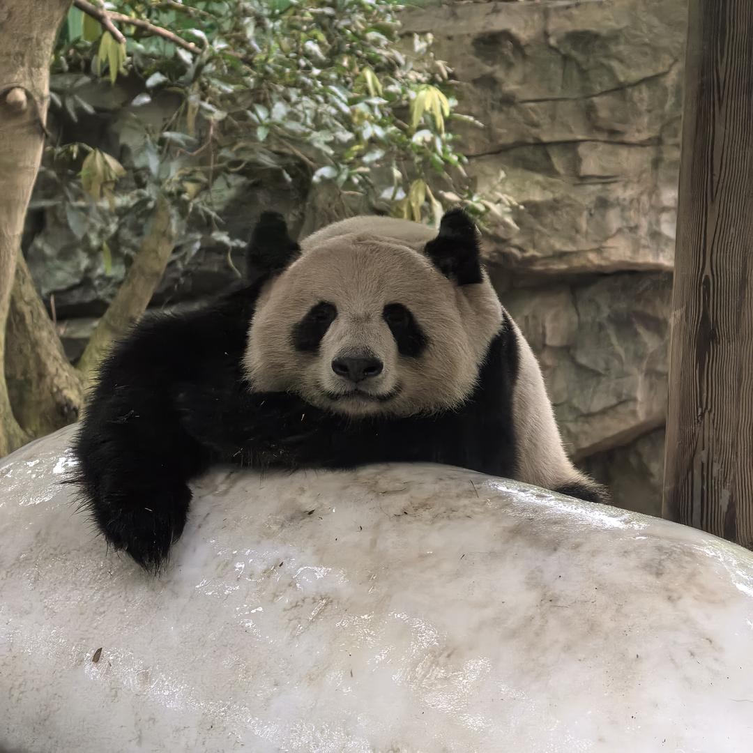 馒总爱挑食