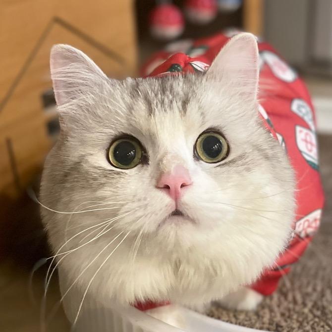 我捡的猫叫十月