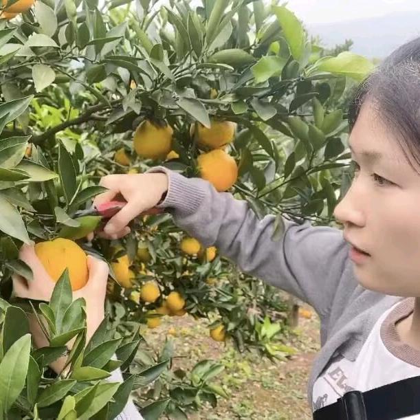 大杨（柑橘苗批发）