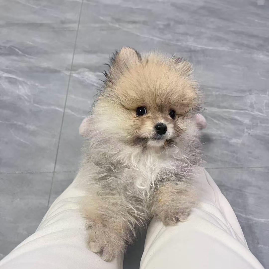 小博美平安