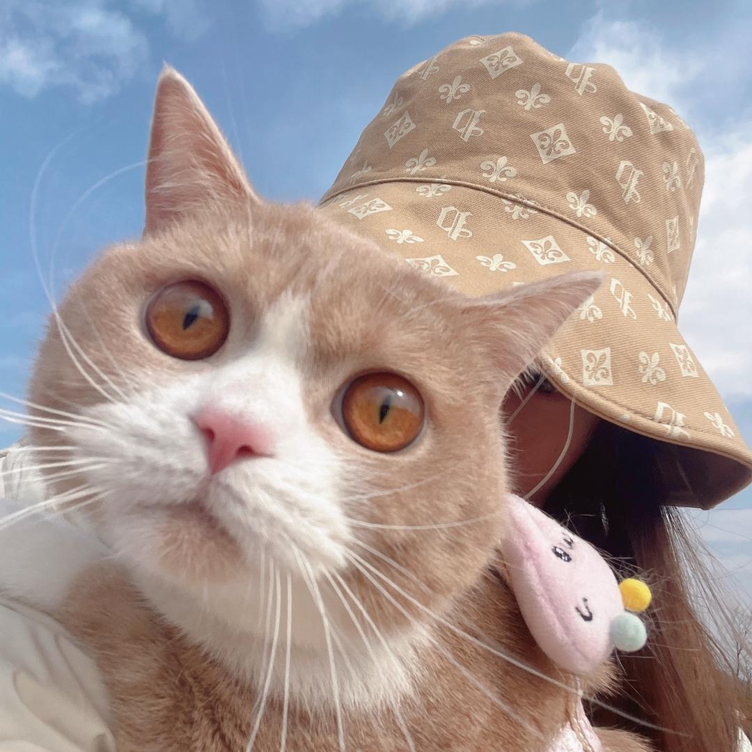 圈圈是小猫