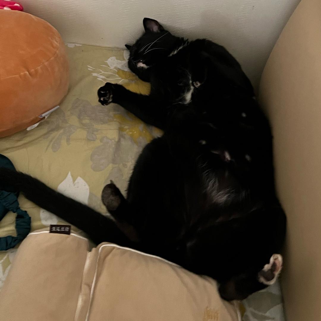铲屎官黑黑
