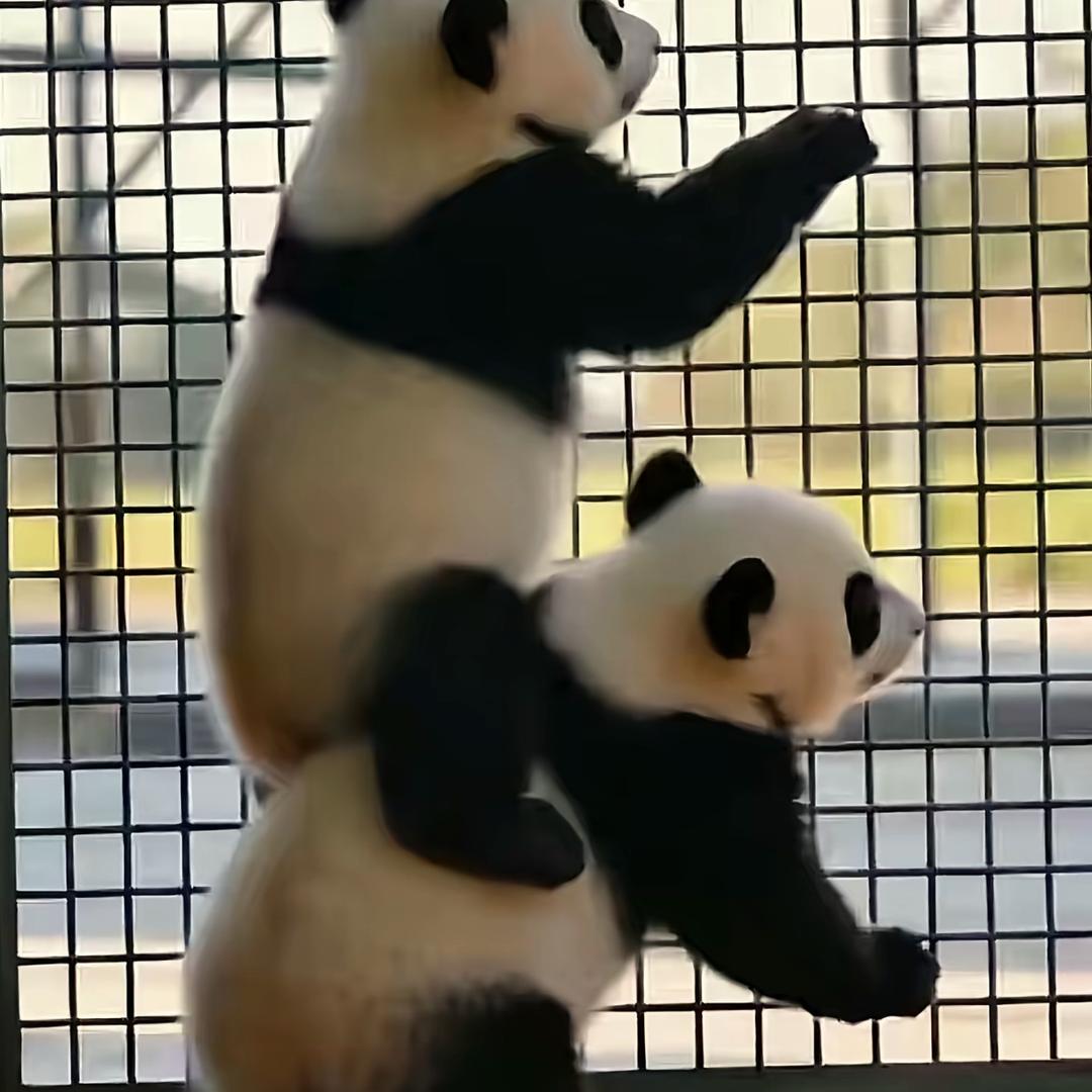 😜超级大反骨😜
