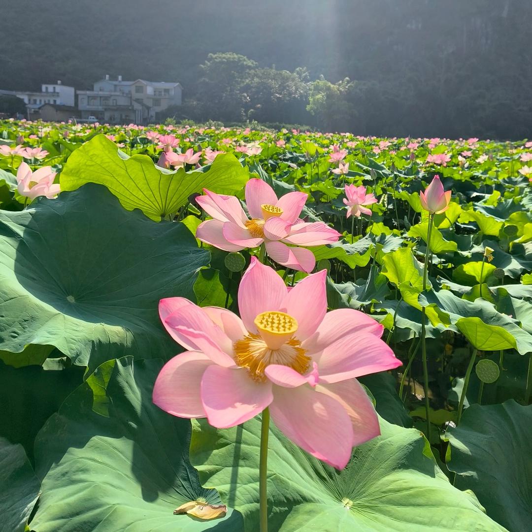 橙心如意